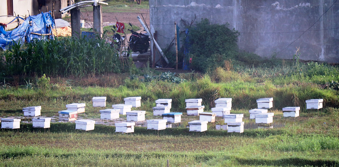 आजका तस्बिर-वैशाख ६